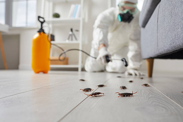 Post-Treatment Bed Bug Interceptor Monitoring in Eastpointe